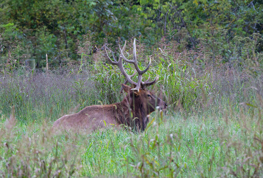 Elk - 3298 Photograph by Jerry Owens
