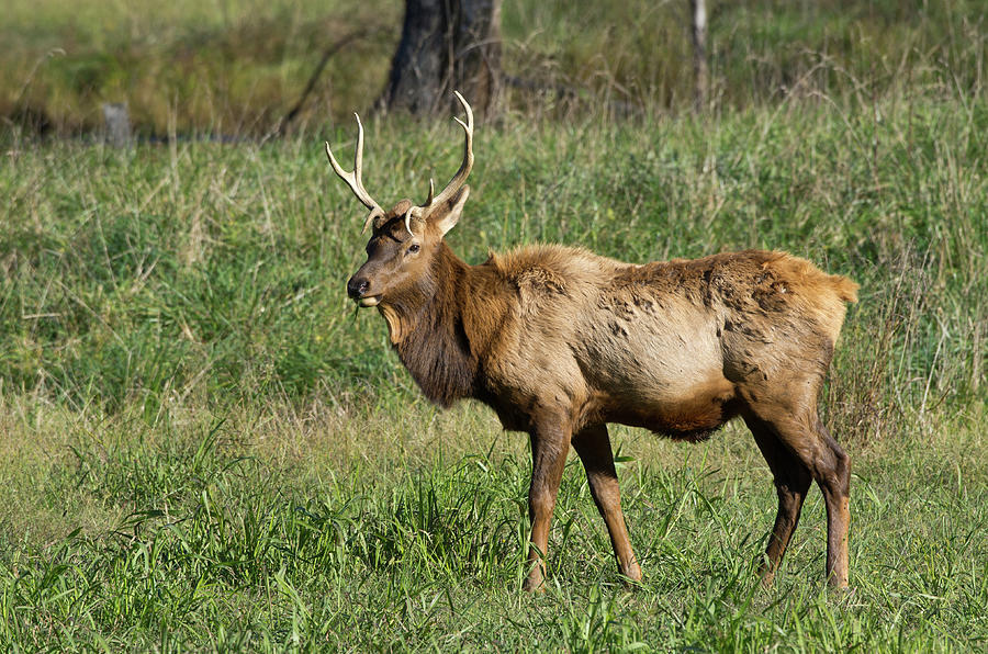 Elk - 5456 Photograph by Jerry Owens