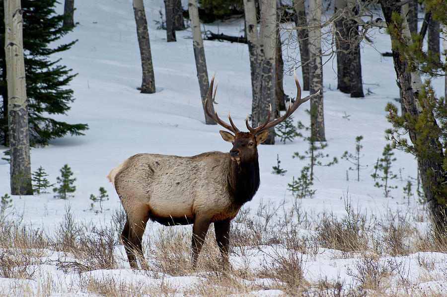 Elk - 7409 Photograph by Jerry Owens