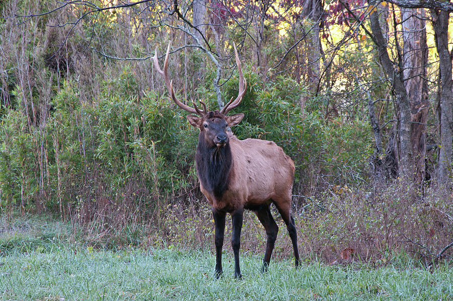 Elk - 7597 Photograph by Jerry Owens