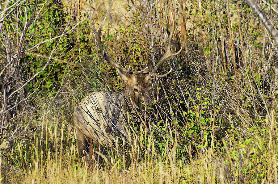 Elk - 8488 Photograph by Jerry Owens