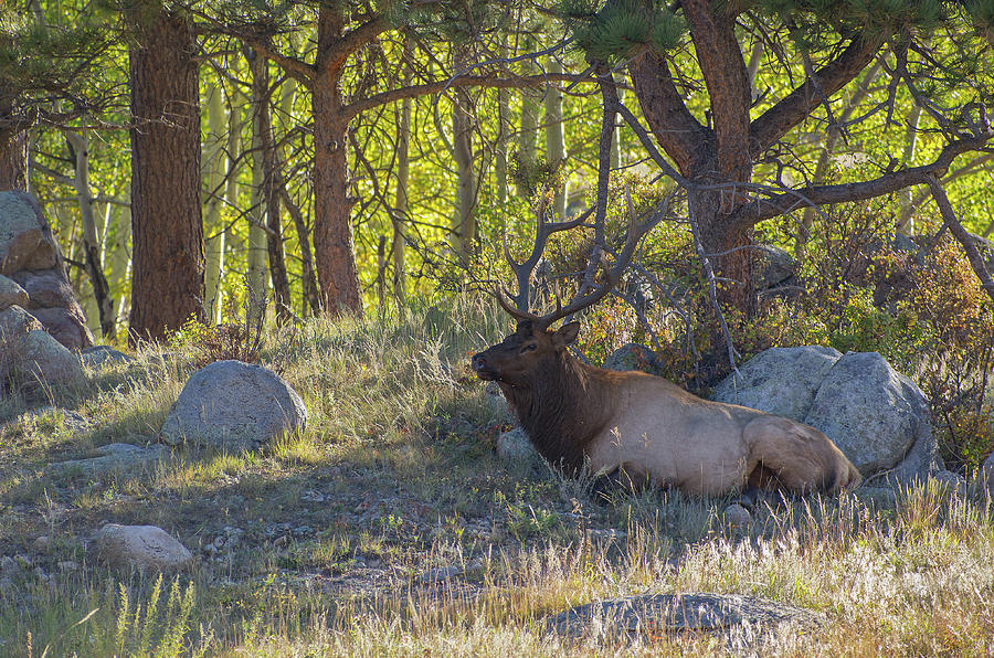 Elk - 8591 Photograph by Jerry Owens