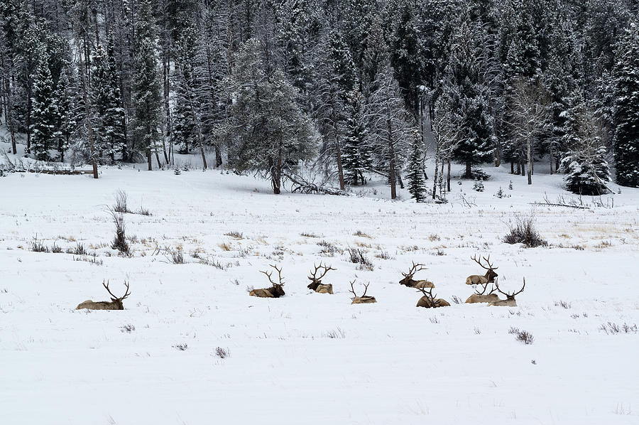 Rocky Mountain National Park Photograph - Elk - 9134 by Jerry Owens