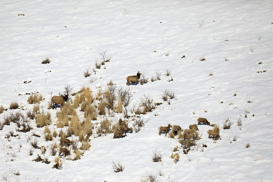 Elk And Bighorn Sheep Grazing In Winter Snoiw Photograph