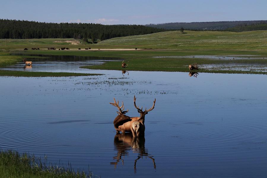 Elk and Bison at the lake. Photograph by Yvonne M Smith