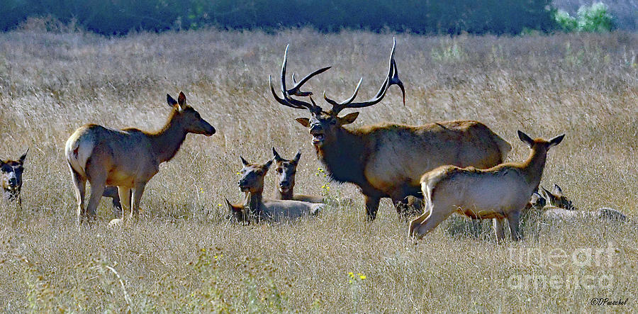 Elk And His Harem And Family Photograph