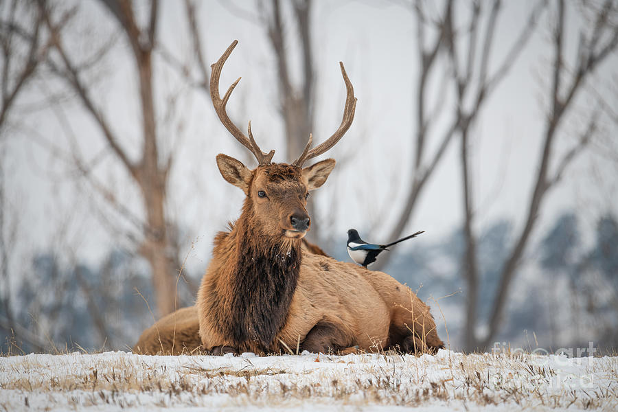 Elk and Magpie by Christopher Thomas