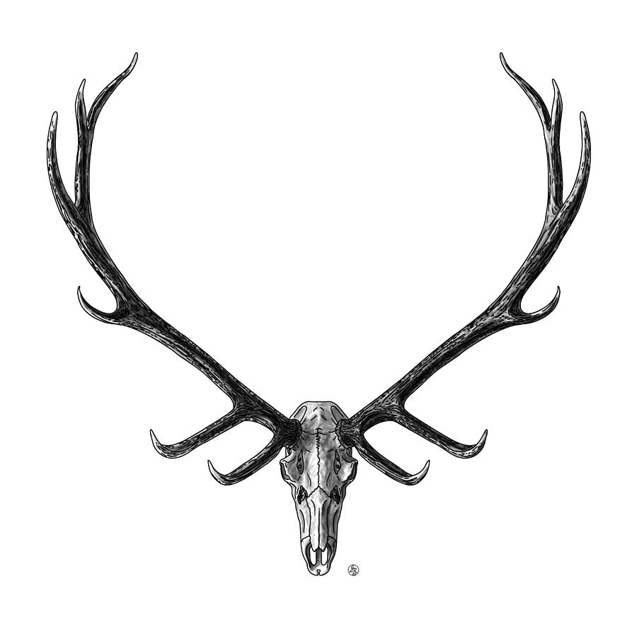 Elk Skull and Antlers Graphic Digital Art by David Burgess - Fine Art ...