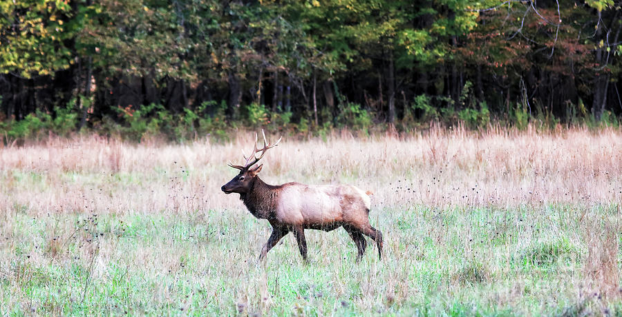 Elk At Great Smoky Mountains Photograph by Felix Lai