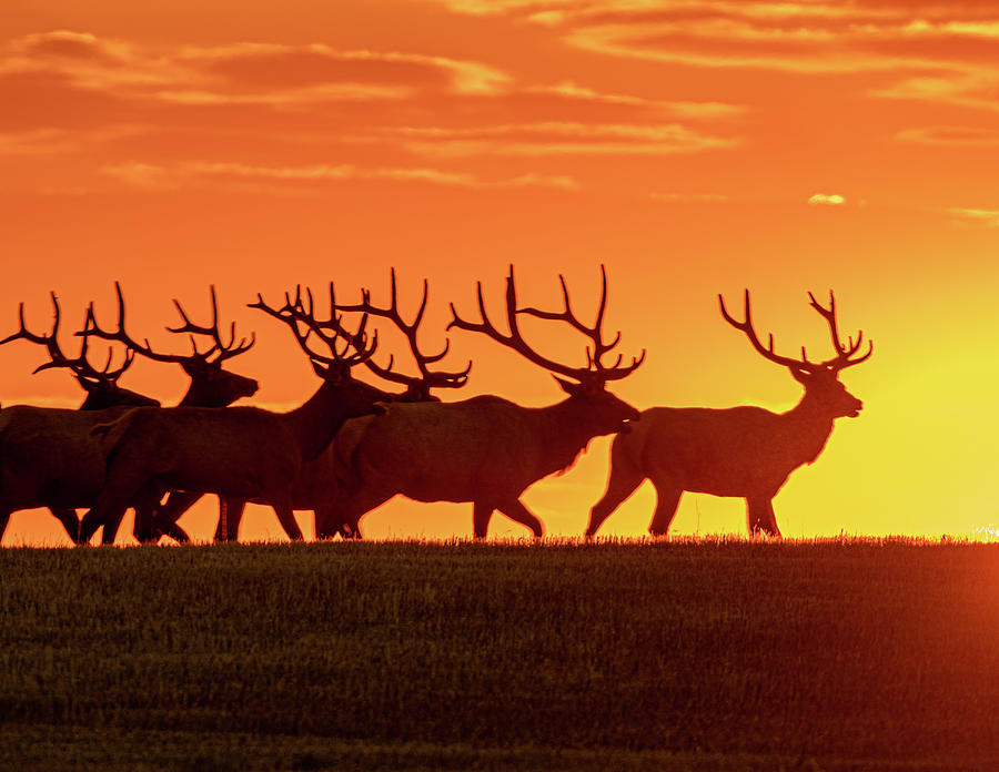 Elk At Sunrise Photograph by Gary Beeler