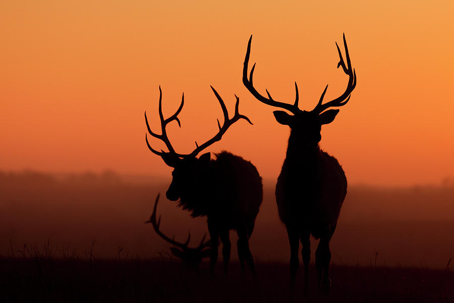 Elk at Sunrise Photograph by Scott Bean
