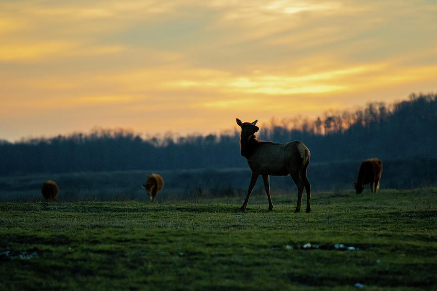 Elk at Sunset Photograph by Cris Ritchie