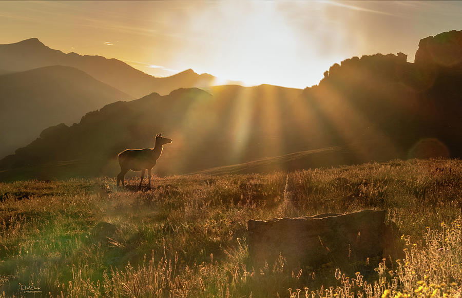 Elk at Sunset Photograph by Judi Dressler