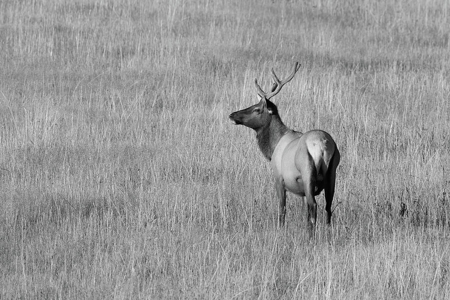 Elk At Yellowstone National Park, Black And White, Monochrome Photograph