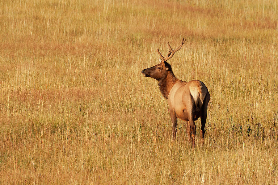 Elk At Yellowstone National Park Photograph