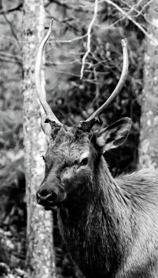 Elk Black and White  Photograph by Debra Forand