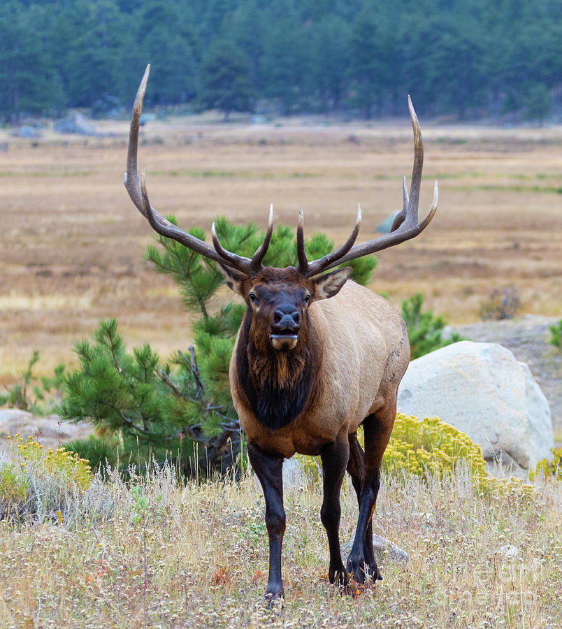 Elk Bugling on a Beautiful RMNP Morning Photograph by Steven Krull
