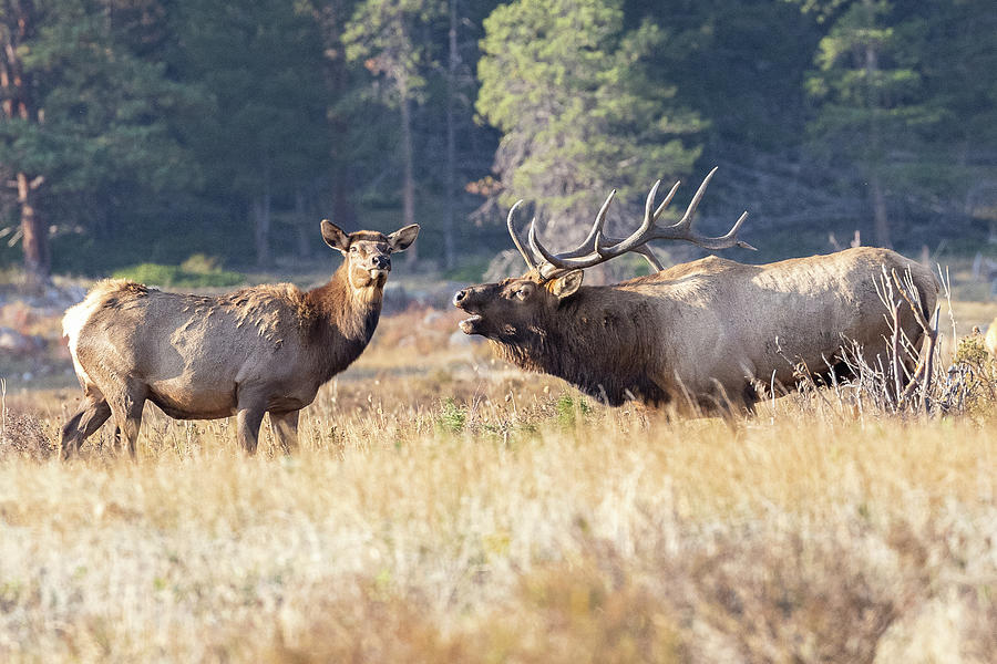Elk Bull Bugles at a Cow Photograph by Tony Hake