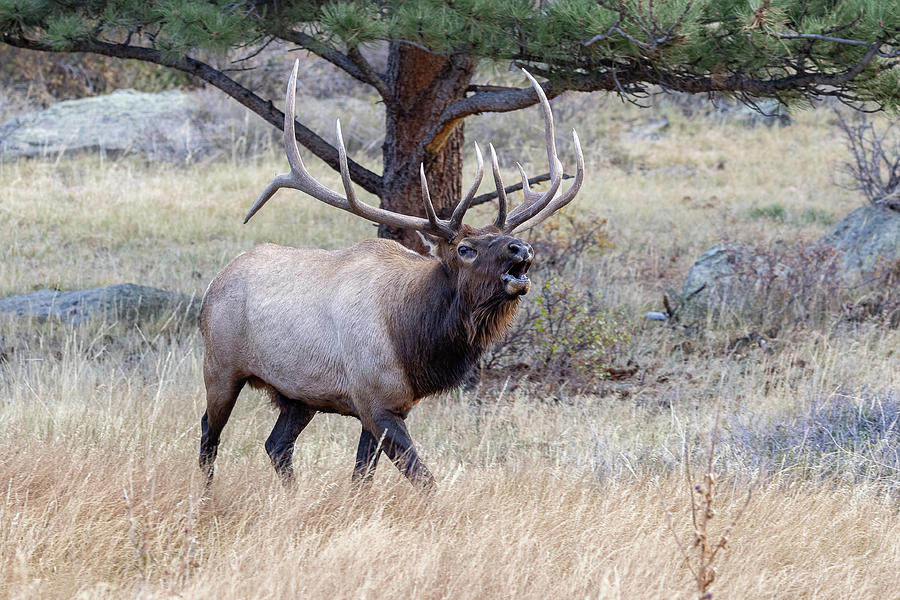 Elk Bull Calls Through the Forest Photograph by Tony Hake