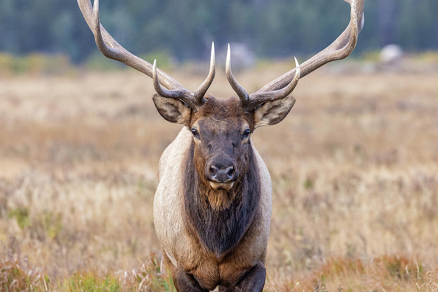 Elk Bull Head On Close-Up Photograph by Tony Hake