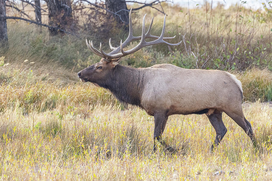 Elk Bull on a Mission Photograph by Tony Hake