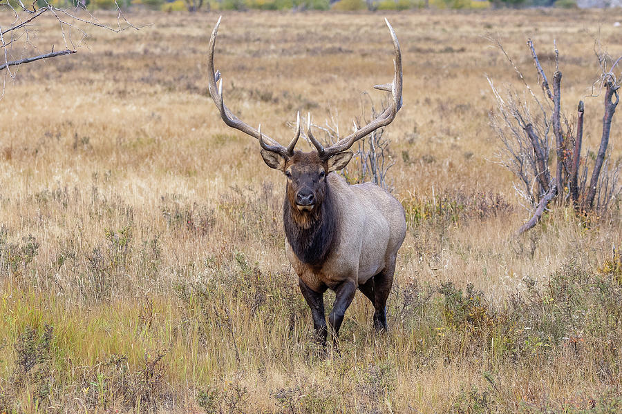 Elk Bull on the Move Photograph by Tony Hake