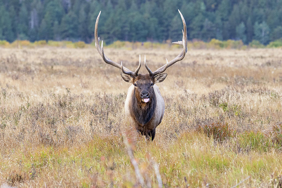 Elk Bull Sticks its Tongue Out Photograph by Tony Hake