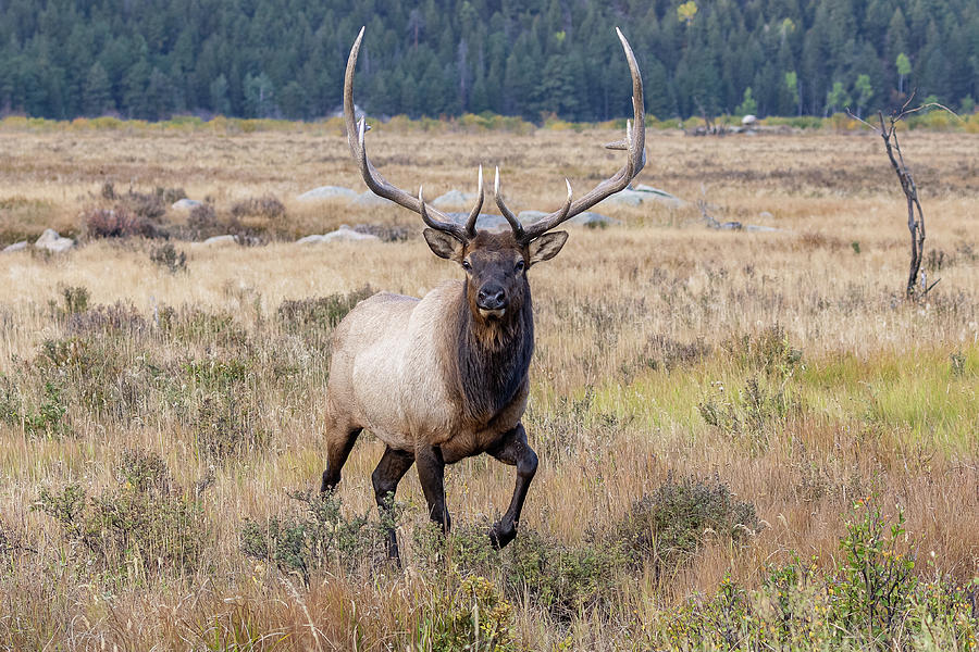 Elk Bull Struts Photograph by Tony Hake