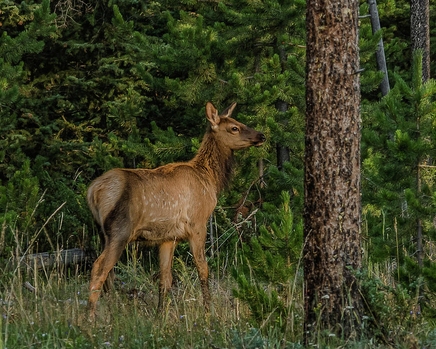 Elk Calf At Dawn Photograph by Yeates Photography