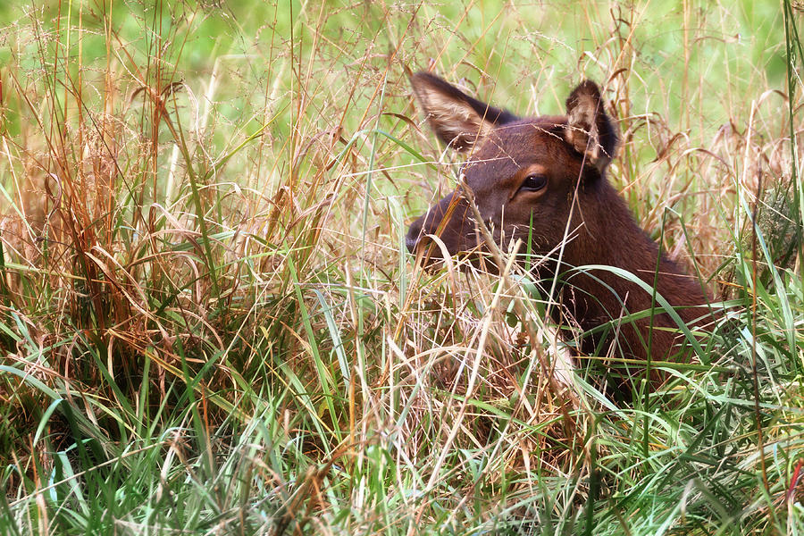 Elk Calf Bedding Down  Photograph by Susan Rissi Tregoning