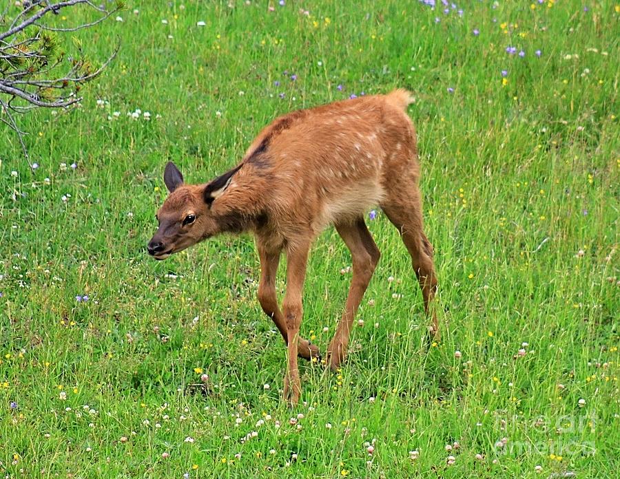Elk Calf Yellowstone Photograph by Yvonne M Smith