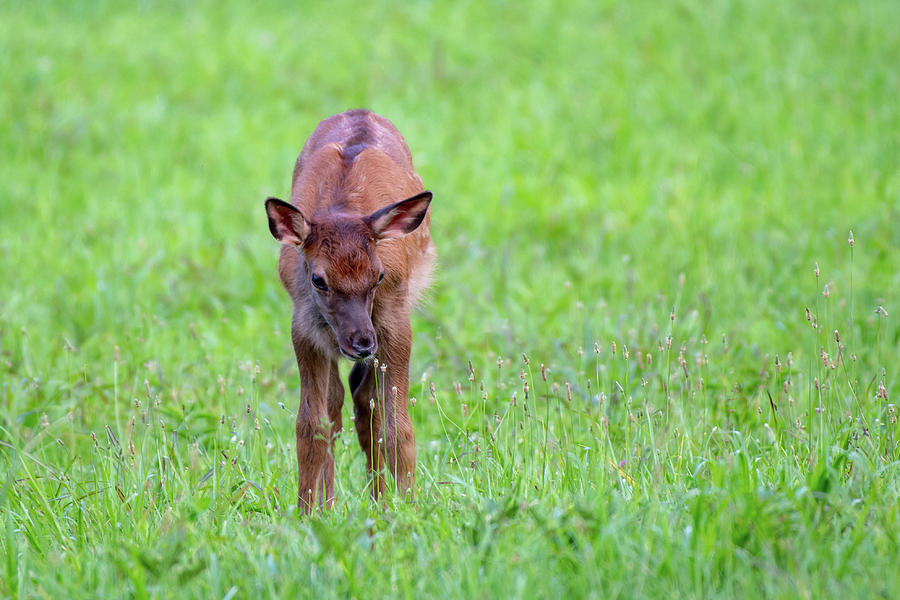 Elk Calf Photograph by Robert J Wagner
