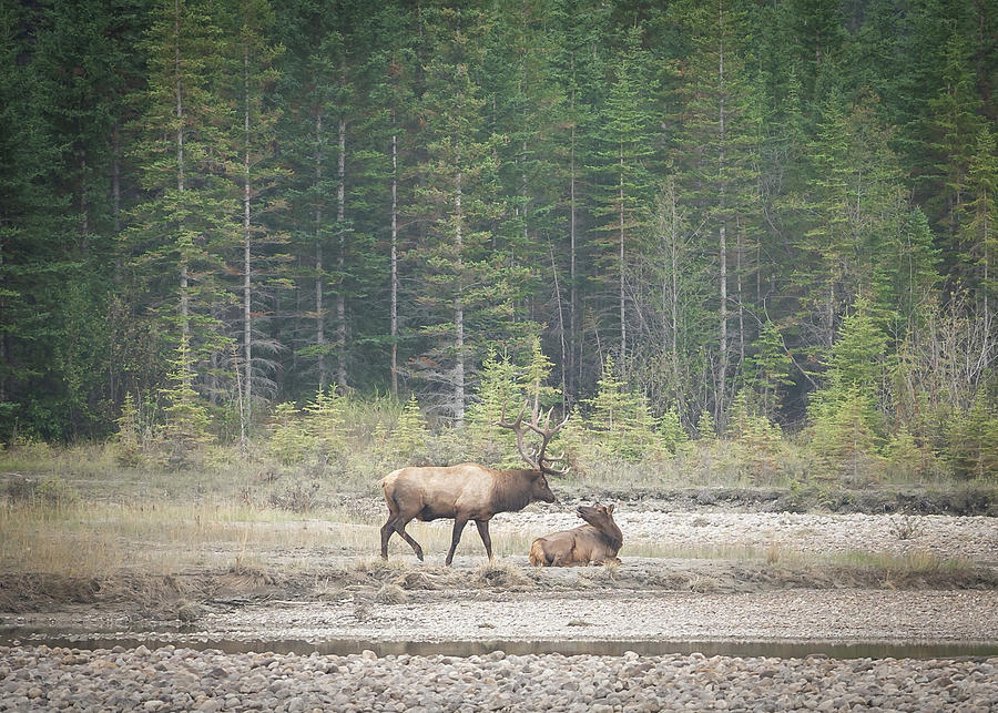 Elk couple from Jasper National Park in Canada Photograph by Peter Kolejak