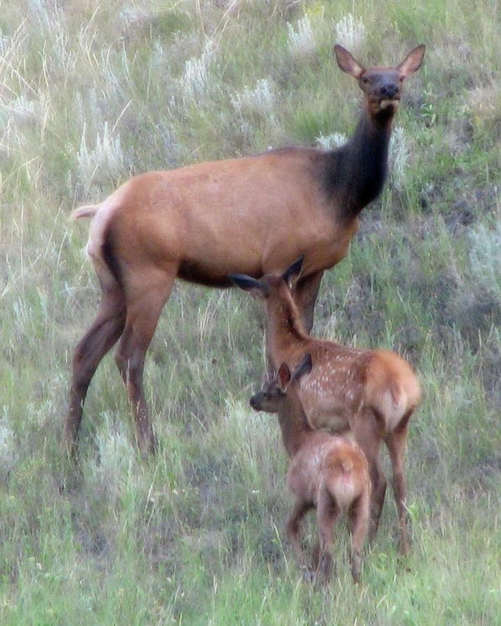 Elk Cow and Twins Photograph by Amanda R Wright