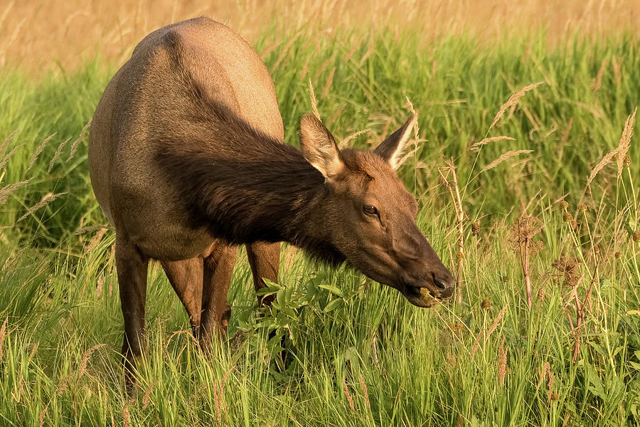 Elk Cow Photograph by Vicki Stansbury