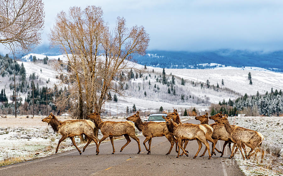 Elk Crossing a road within the Jackson Hole Wyoming National Elk Refuge Photograph by Phillip