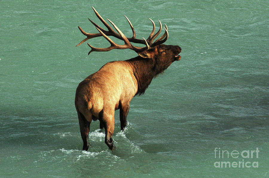 Elk Crossing Photograph by Bob Christopher Fine Art America