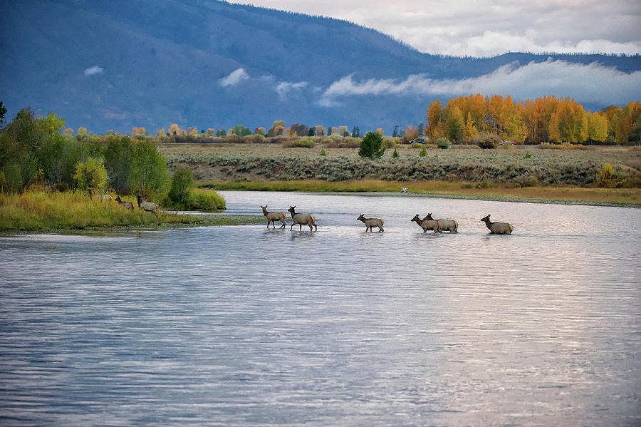 Elk Crossing, Grand Teton NP Photograph by Doug Wittrock