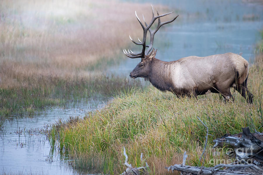 Elk Crossing Photograph by Jami Bollschweiler - Fine Art America