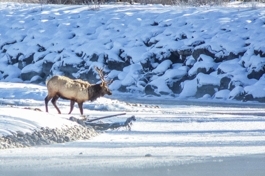 Elk crossing river Photograph by Ed Stokes
