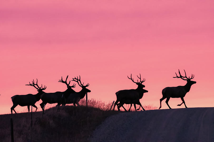 Elk Crossing Road Photograph by Gary Beeler
