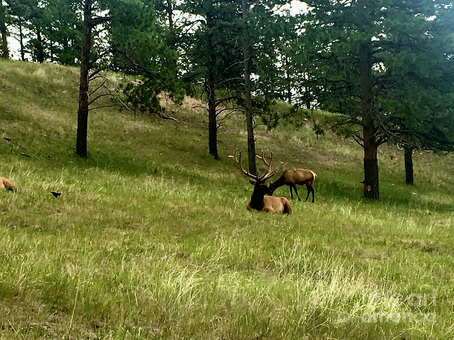 Elk Photograph by Dennis Richardson