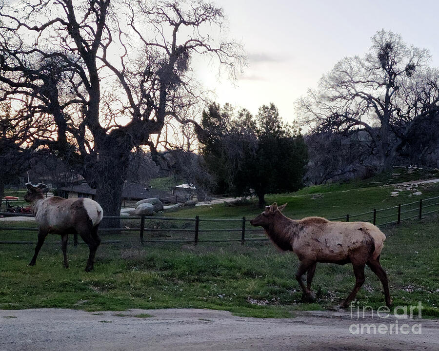 Wildlife Photograph - Elk Duo Emerging Beauty Refined  by Karen Conger