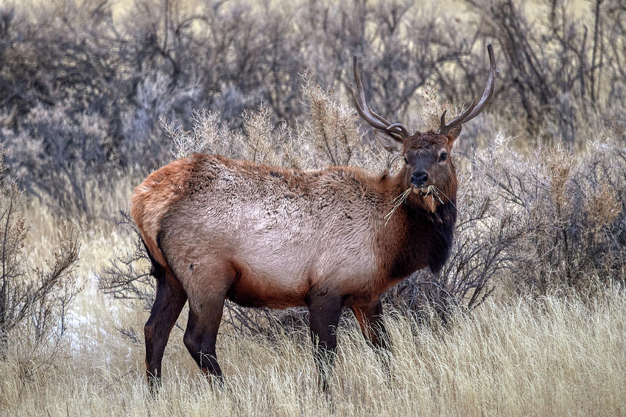 Elk eating Photograph by Paul Freidlund