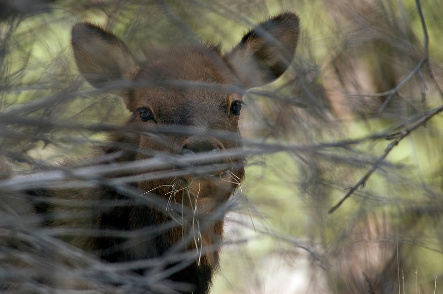 Elk Eyes Photograph by Steve Gandy - Pixels