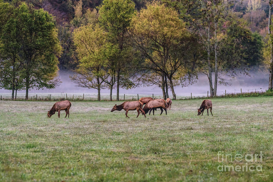 Elk Family Grazing Photograph by Jennifer White