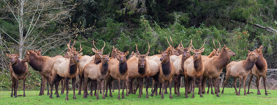 Elk Family Portrait Photograph by Loree Johnson