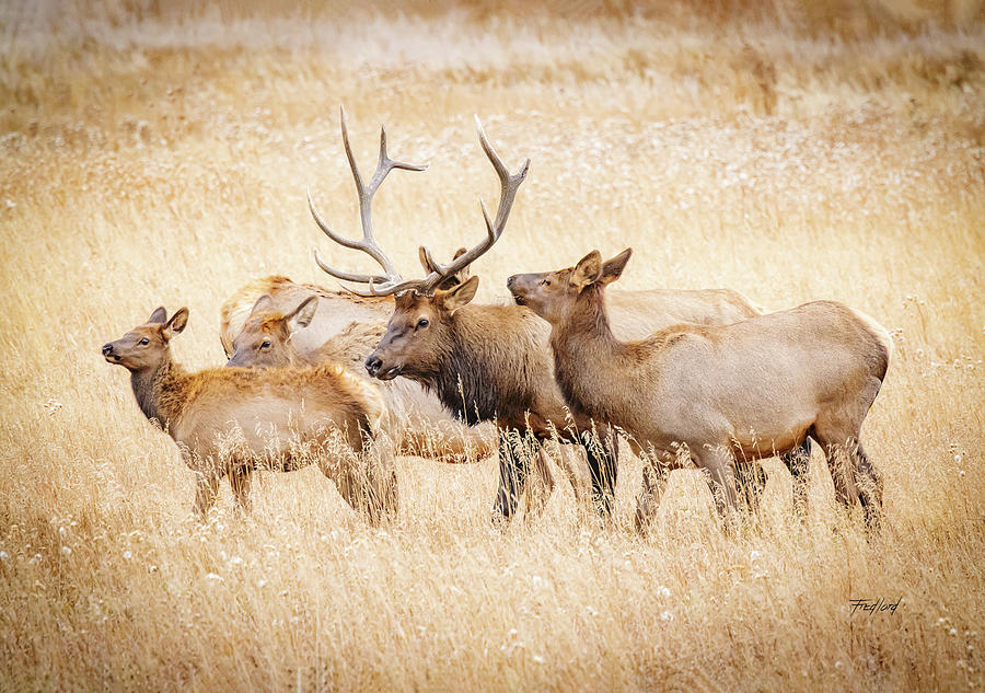 Elk Family Unit Photograph by Fred J Lord