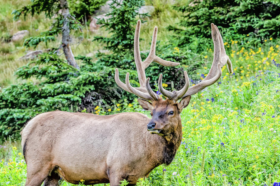 Elk feeding on flowers and grass along Trail Ridge Road in Rocky Mountain National Park Photograph by Peter Ciro