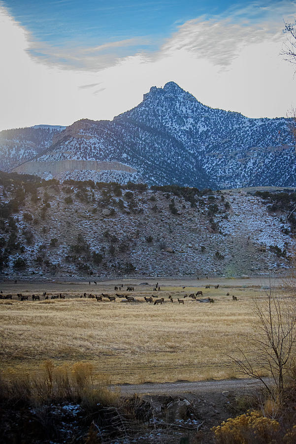 Mountain Photograph - Elk Fields by Aliesha Shepherd